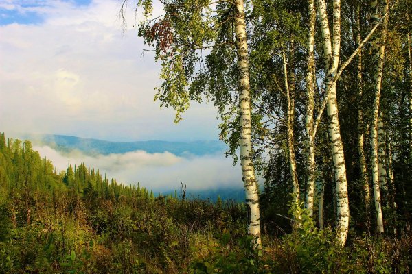 Березы в Хакасии