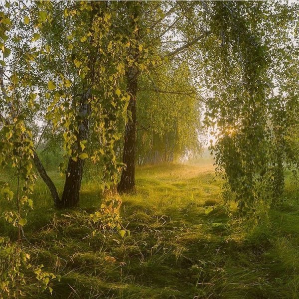 Утро березы