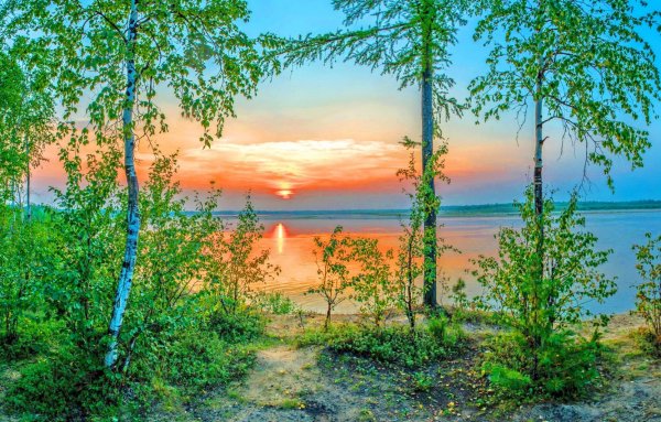 Рассвет березы