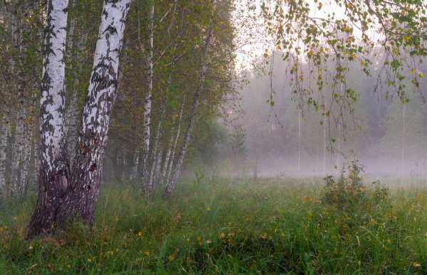 Пейзажи природы дождь
