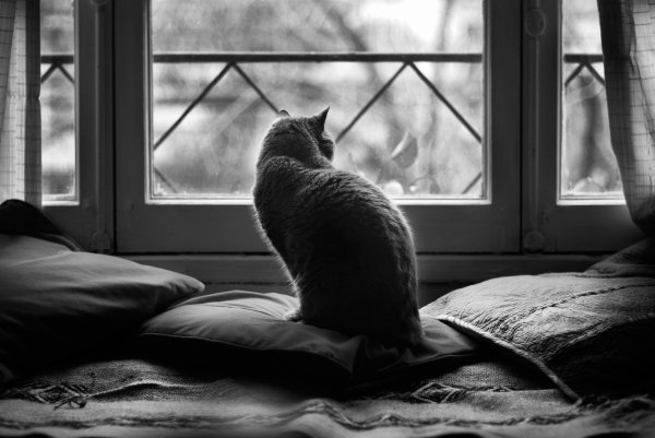 Кот сидит на подоконнике