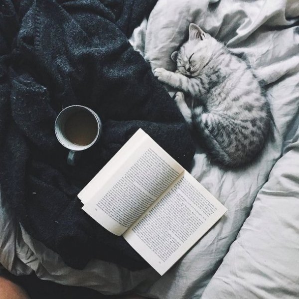 Эстетика книг и кота