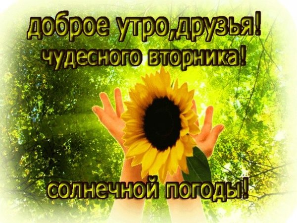 С добрым утром вторника прикольные пожелания