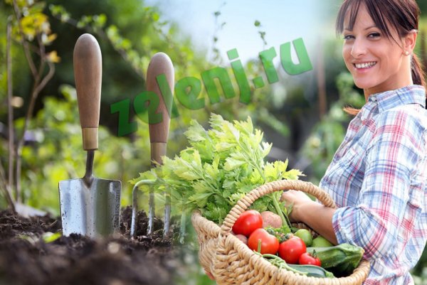 Доброе утро огородники
