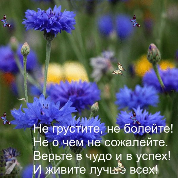 Нежные васильки
