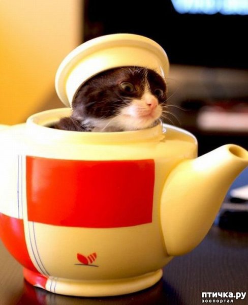 Котенок в чайнике