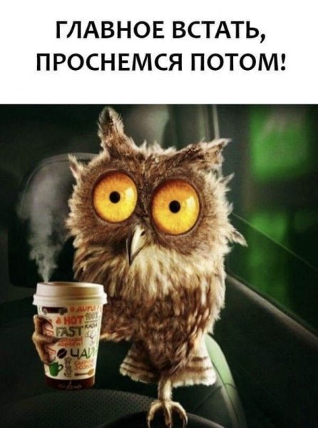 Доброе утро Сова