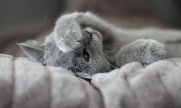 Котик потягушки
