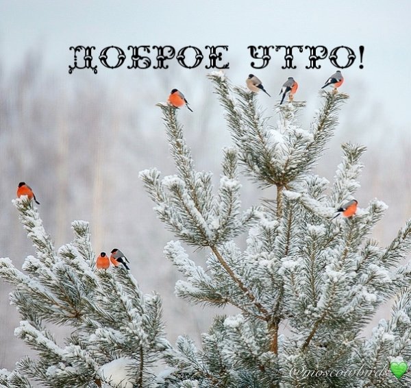 Доброе утро февраля
