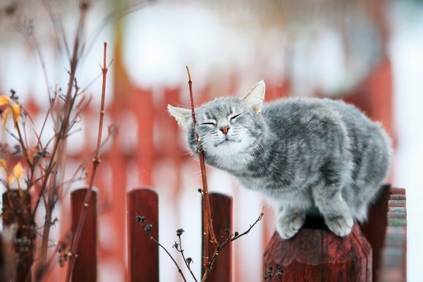 Весна и котики