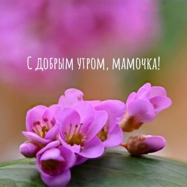 Доброе утро мама
