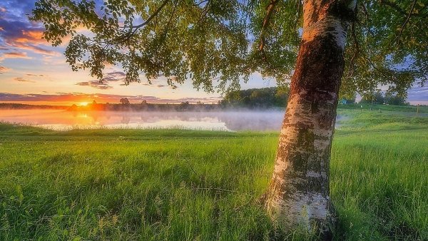 Вид на рассвет с деревьями в России