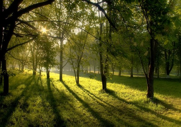 Лес в Евпатории