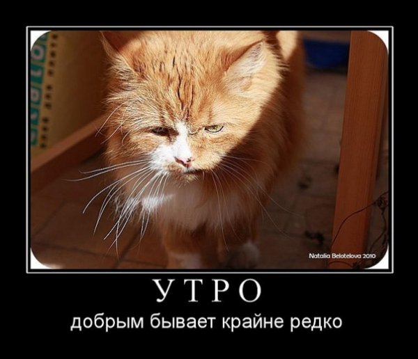 Утро добрым не бывает