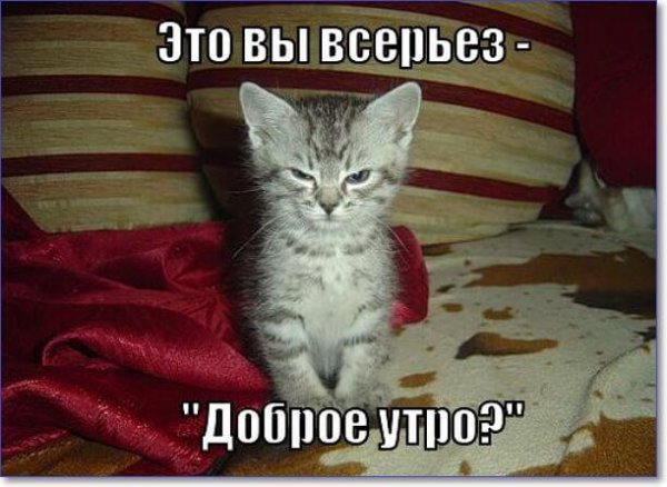 Утро добрым не бывает