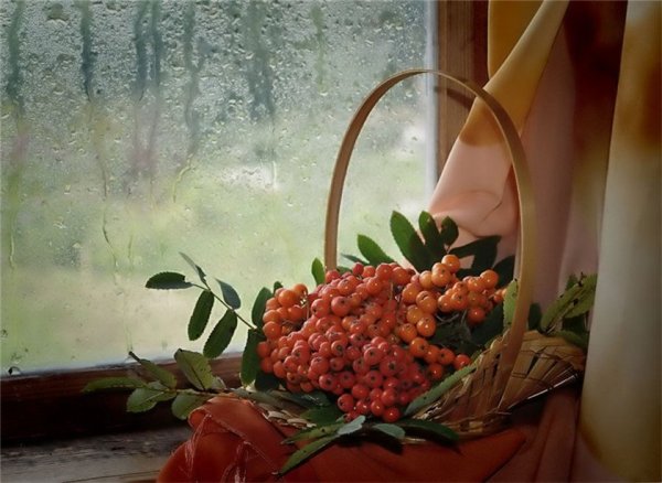 Рябина за окном