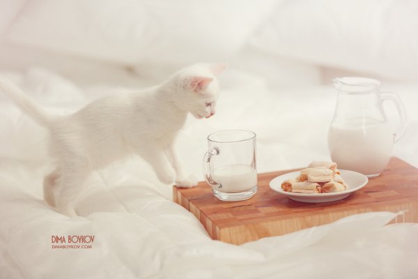 Нежный котик утро