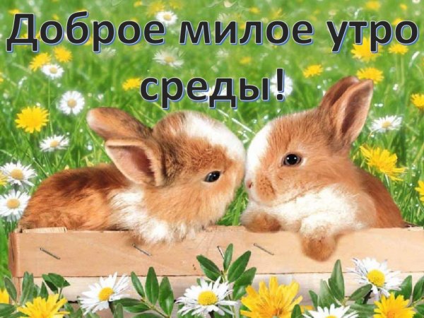 Доброе утро зайчик
