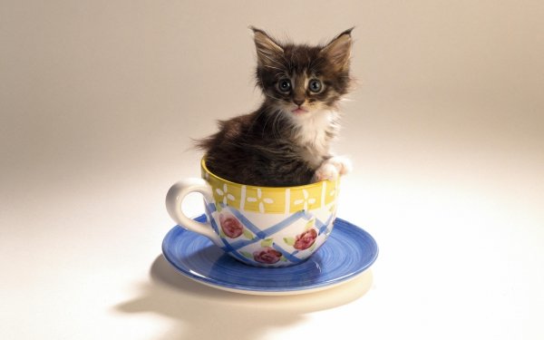 Котенок сидит в чашке