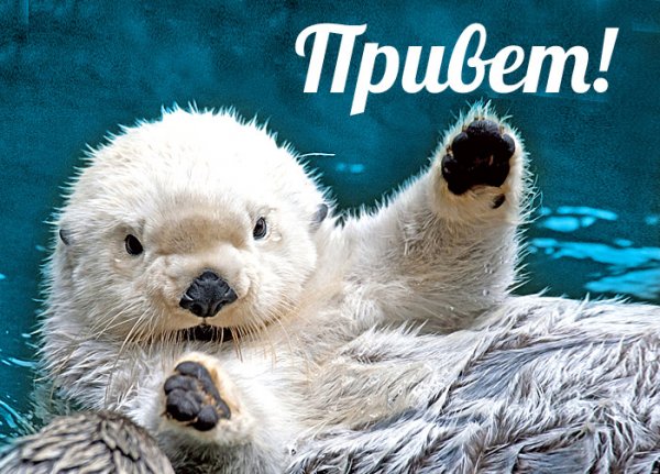 Привет прикольные
