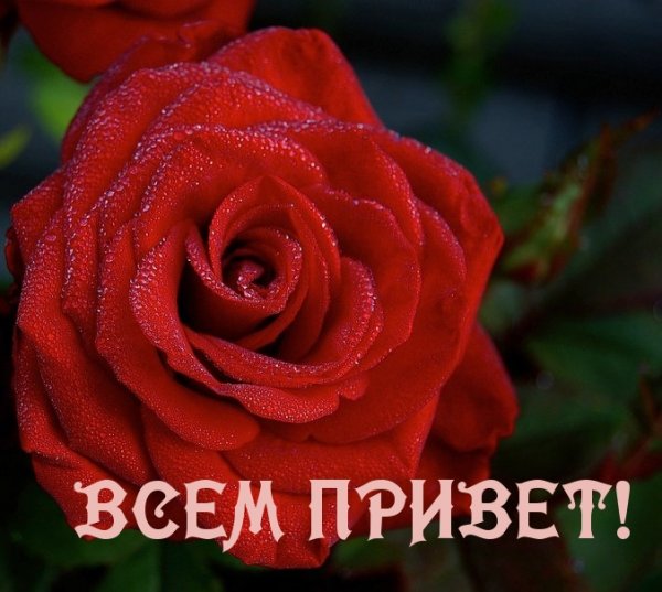 Всем привет