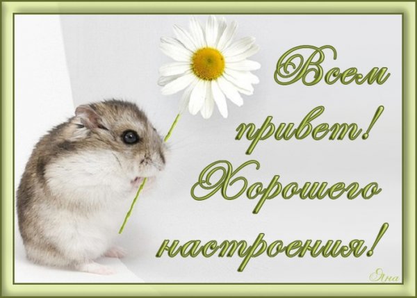 Всем привет картинки прикольные