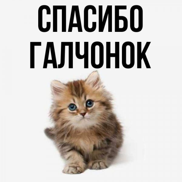 Привет Галчонок
