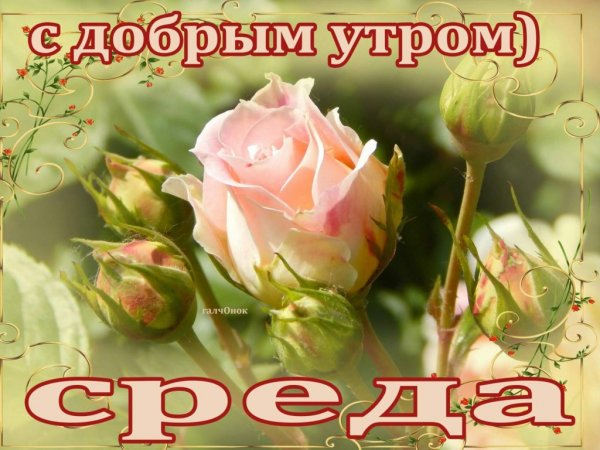 Пожелание с добрым утром Галчонок