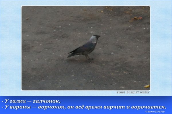 Галчонок стихотворение