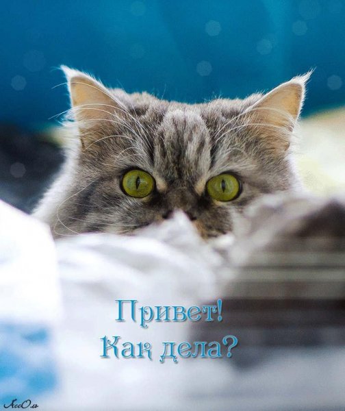 Анимашки прикольные