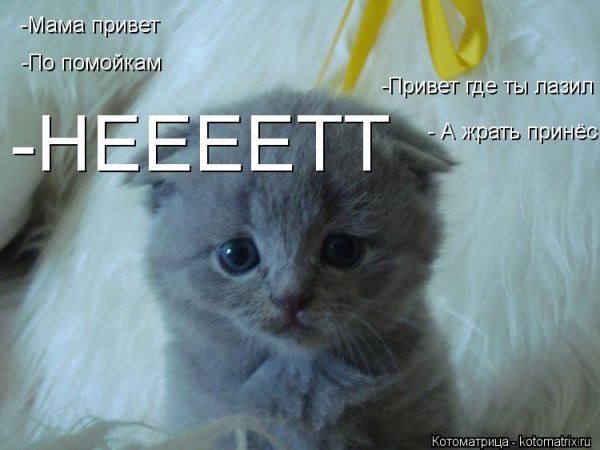 Привет мама