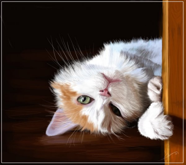 Приветики котики
