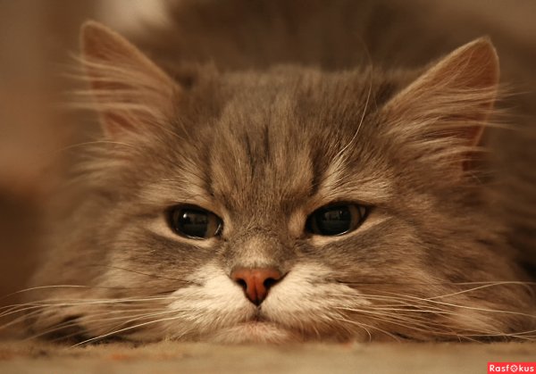 Приветик с котятами
