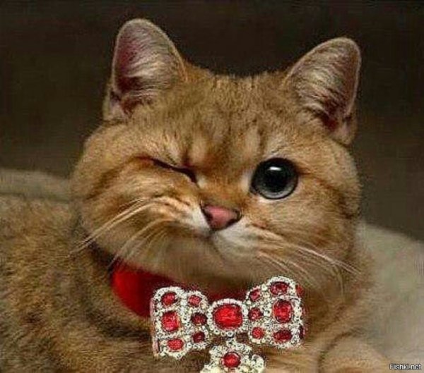 Кот подмигивает