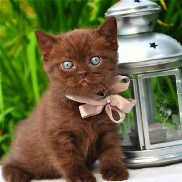 Шоколадные котята