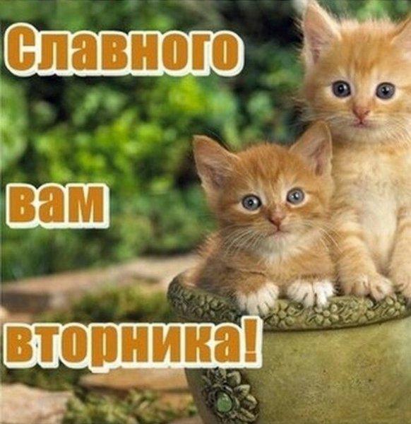 Открытки со вторником прикольные
