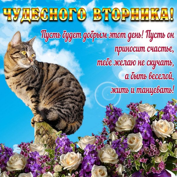 С добрым утром вторника