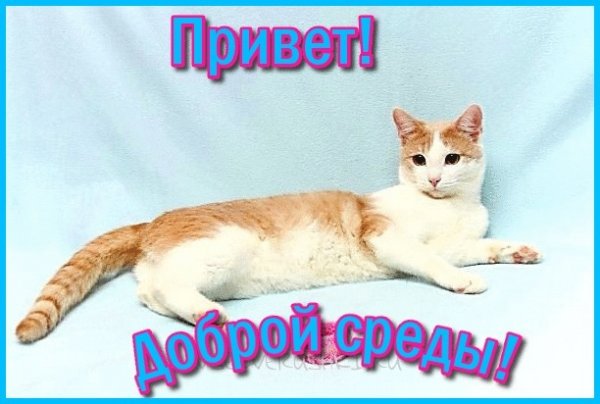 Привет хорошей среды