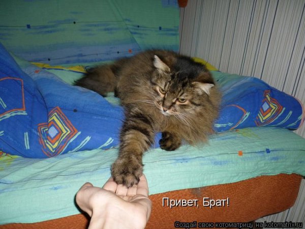 Привет братишка