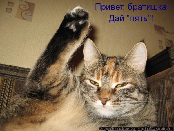 Привет братишка