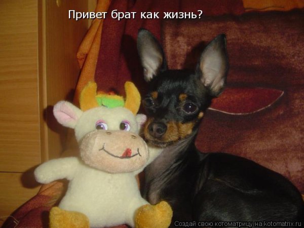 Привет брат