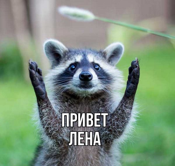 Привет Лена