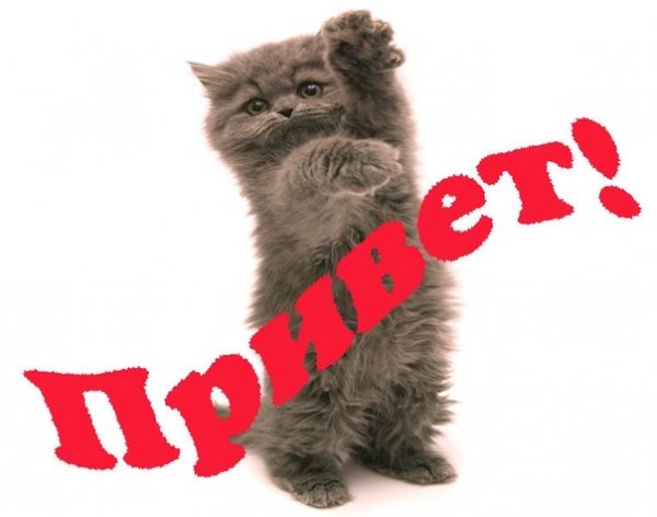 Картинки губка Боб приколы