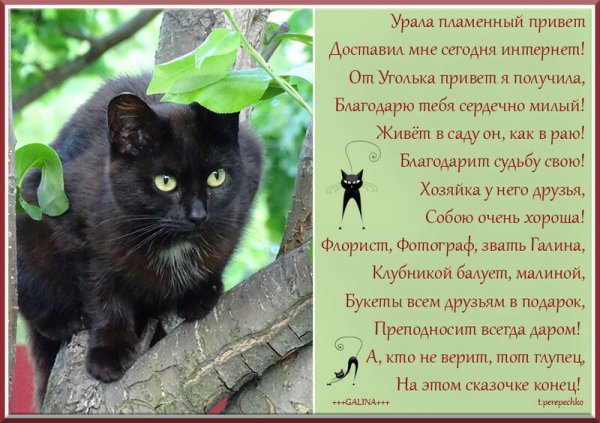 Пламенный приветик