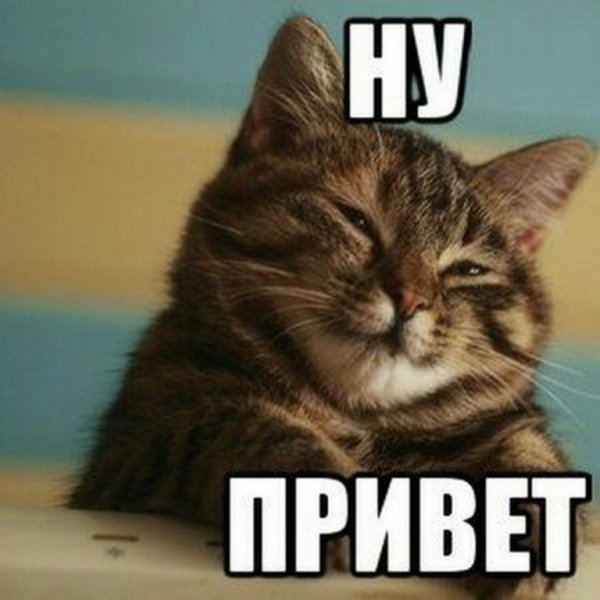 Привет котик