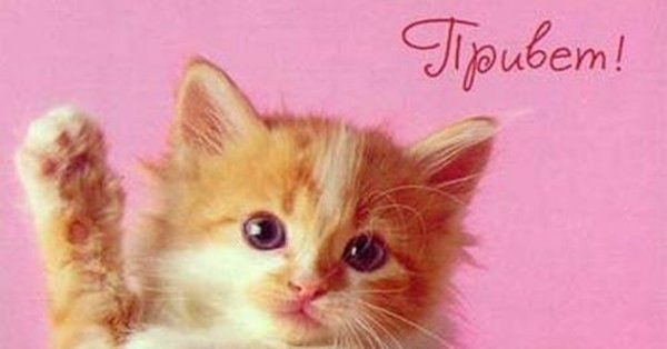 Приветик кот
