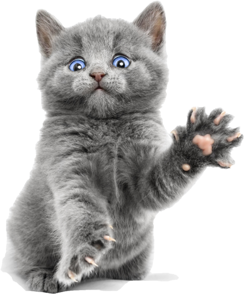 Котенок машет лапкой