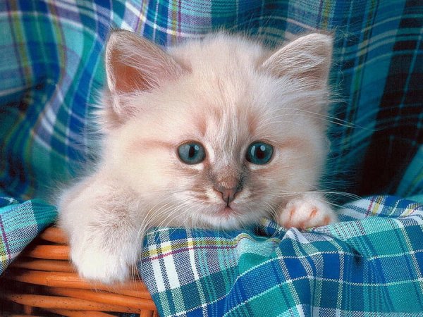 Приветик с котятами