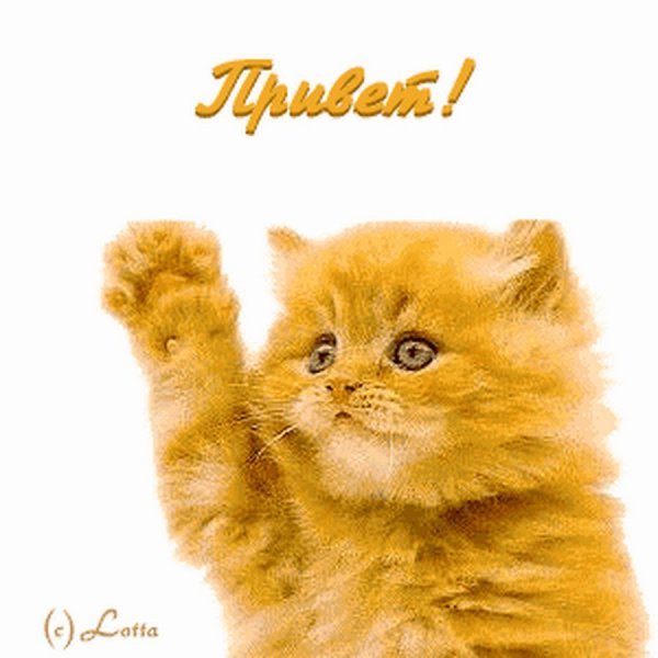 Приветик котик