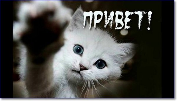 Привет от котика